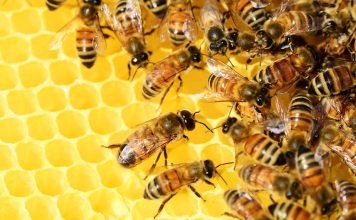 A Beginner’s Guide On How To Keep Bees In Your Backyard