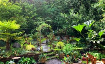 Want To Turn Your Backyard Into a Tropical Oasis? Here are the Guidelines