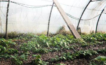 How DIY Gardeners Can Protect Their Rights if Exposed to Harmful Plant Toxins