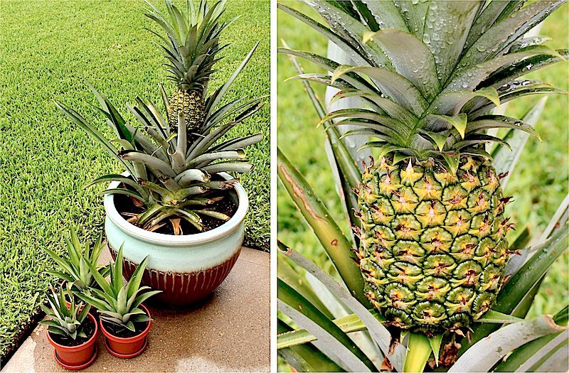 Grow Pineapple In Pot