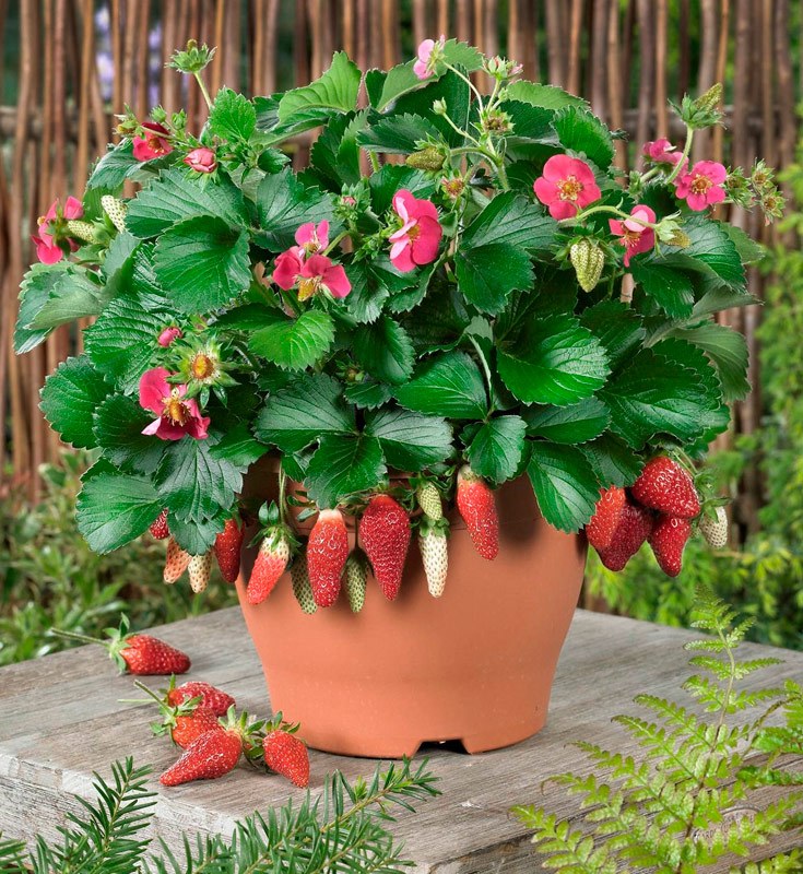 Grow Strawberry In Pot