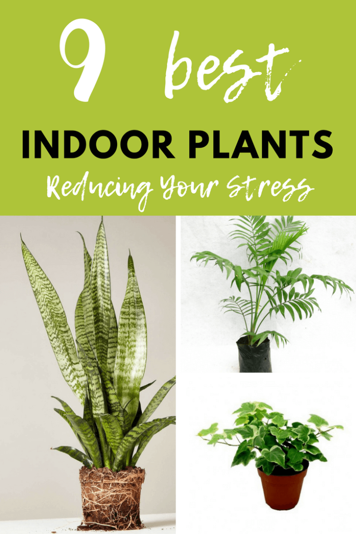 9 Best Indoor Plants Reducing Your Stress DIY Morning