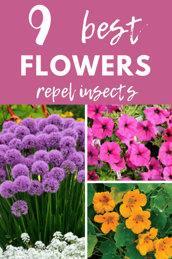 Top 9 Flowers That Repel Insects DIY Morning