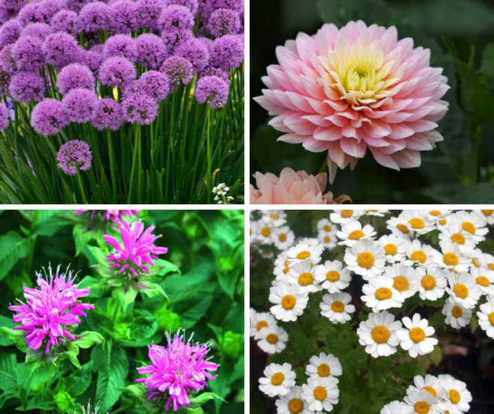 Top 9 Flowers That Repel Insects - DIY Morning