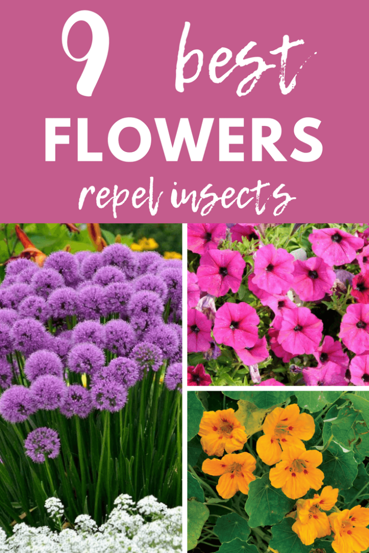 Top 9 Flowers That Repel Insects DIY Morning