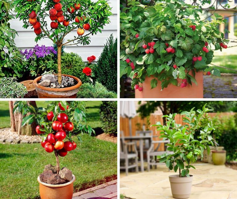 Fruits Grow In Pot