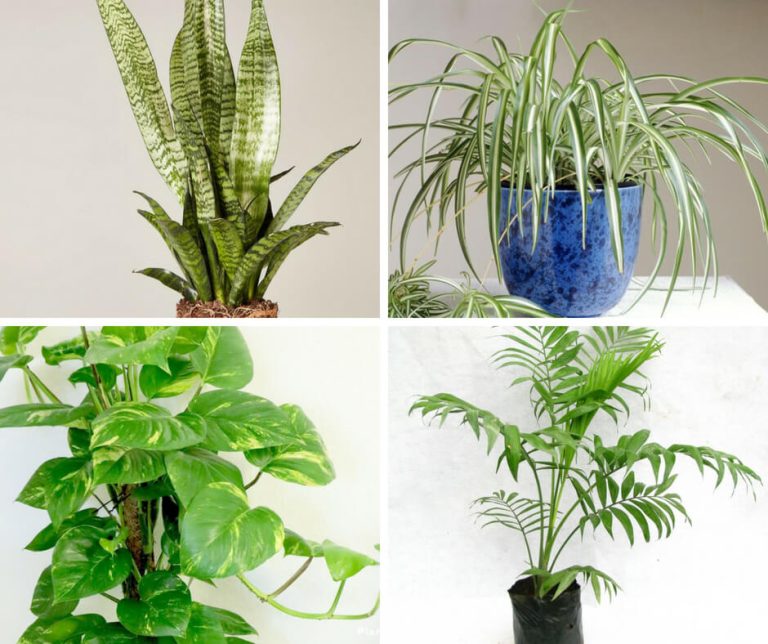 Indoor Plants Reduce Stress