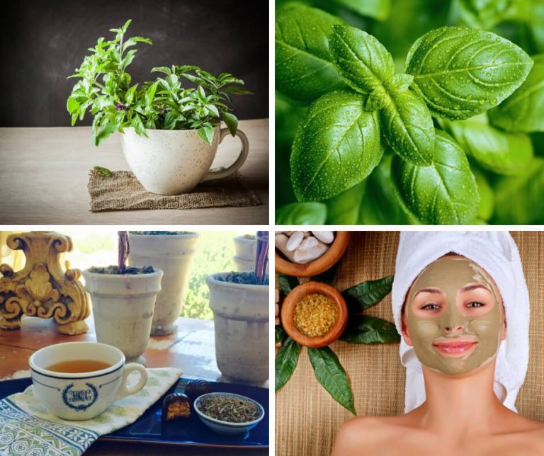 Medical Benefits of Basil: A Medicinal Herb that Works Wonders