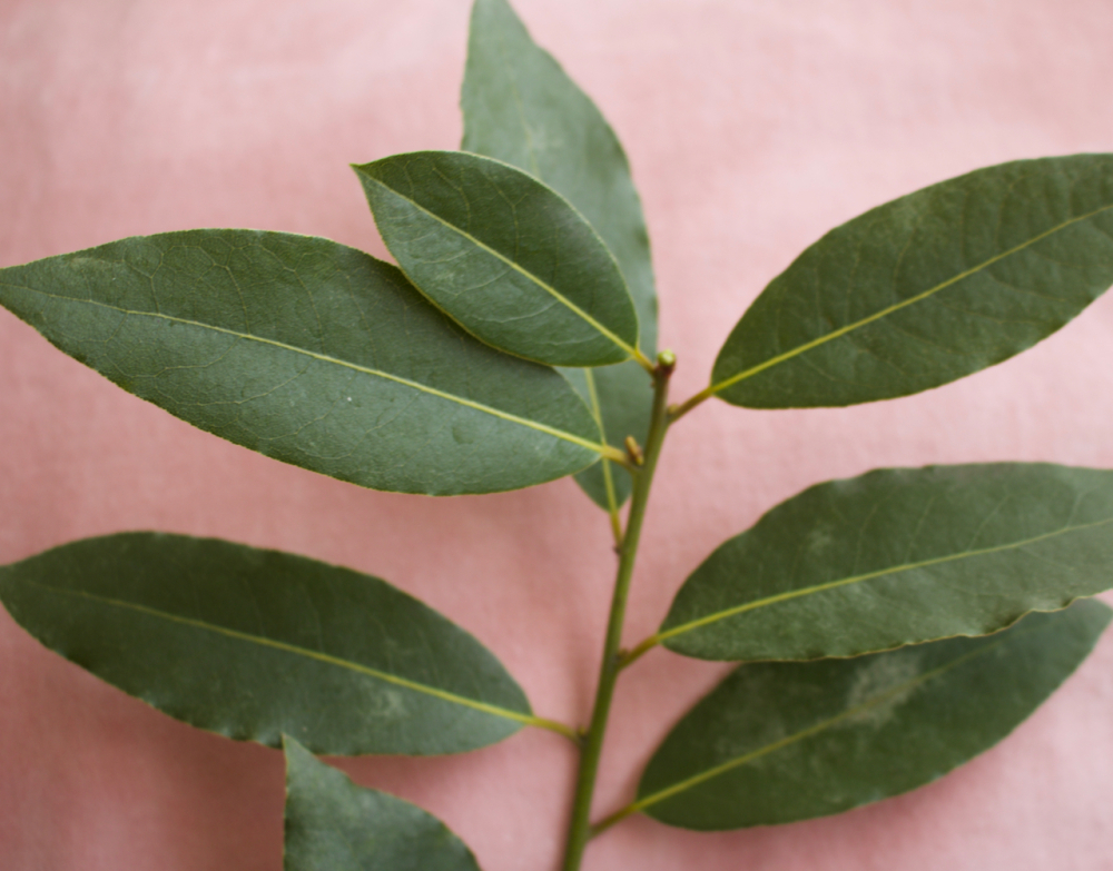 Bay Leaves | Plants That Repel Roaches - DIYMorning