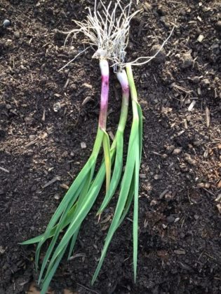 Top 7 Plants That Repel Roaches - DIY Morning