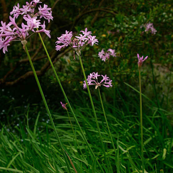 Pink Agapanthus | Plants That Repel Snakes - DIYMorning.com