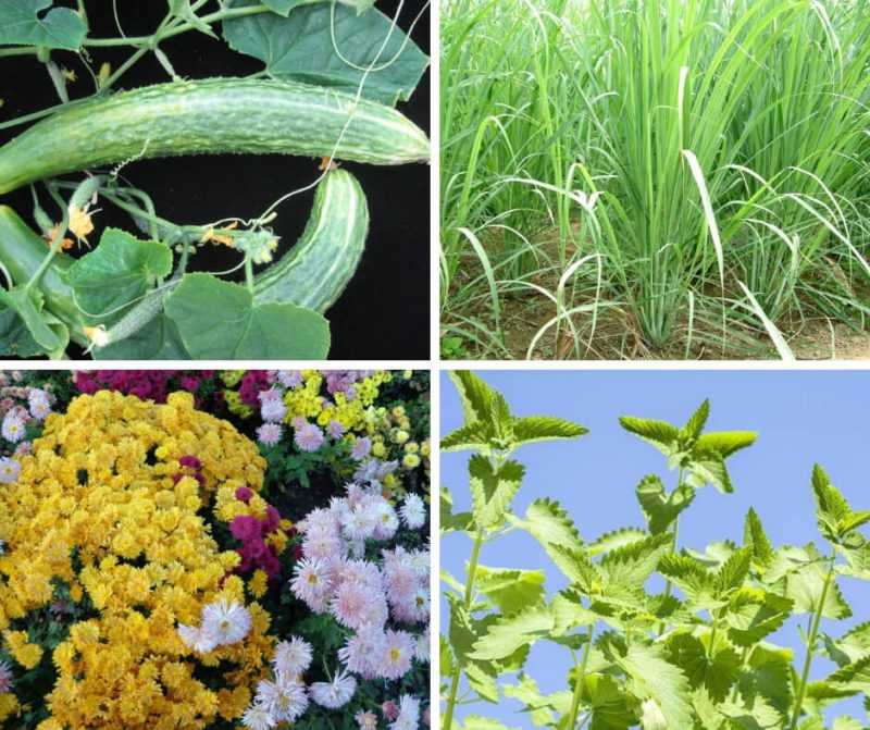 Top 7 Plants That Repel Roaches DIY Morning