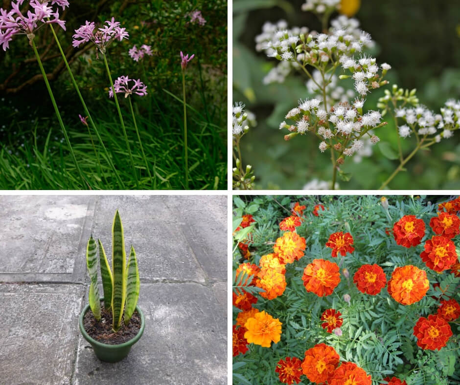 Plants That Repel Snakes