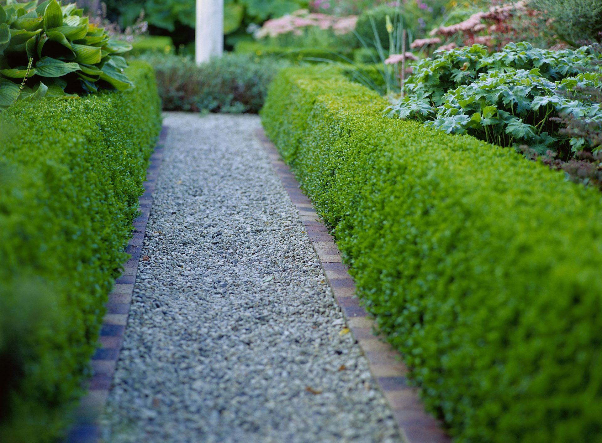 Hedge plants for shade