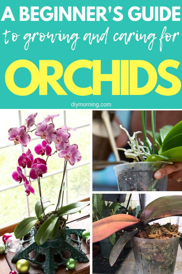 A Beginner's Guide to Growing and Caring for Orchids