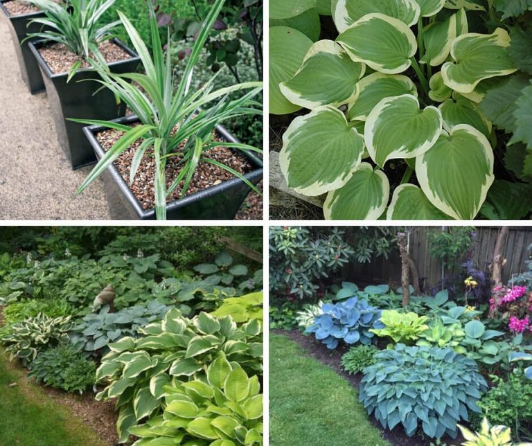 Plant Groups of Hostas to Brighten Up the Gloom