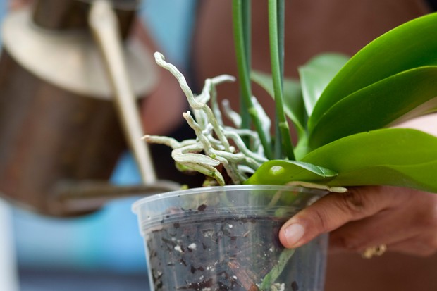 Orchid Plants: How to care for Orchids