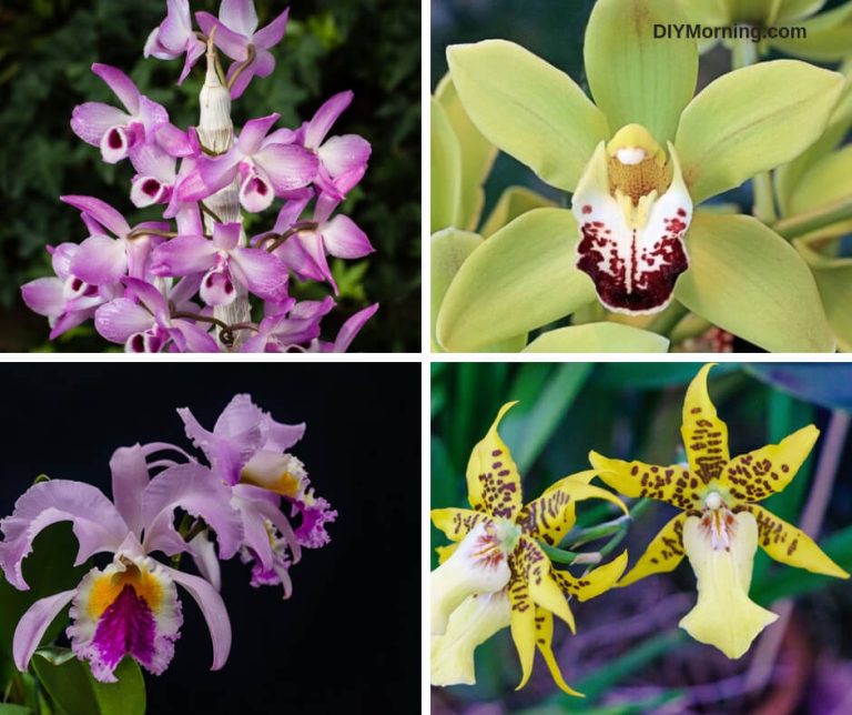 Orchid Plant Care Guide For Beginners