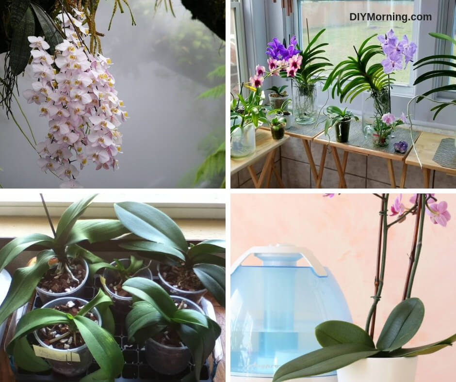 Orchid plant care humidity levels