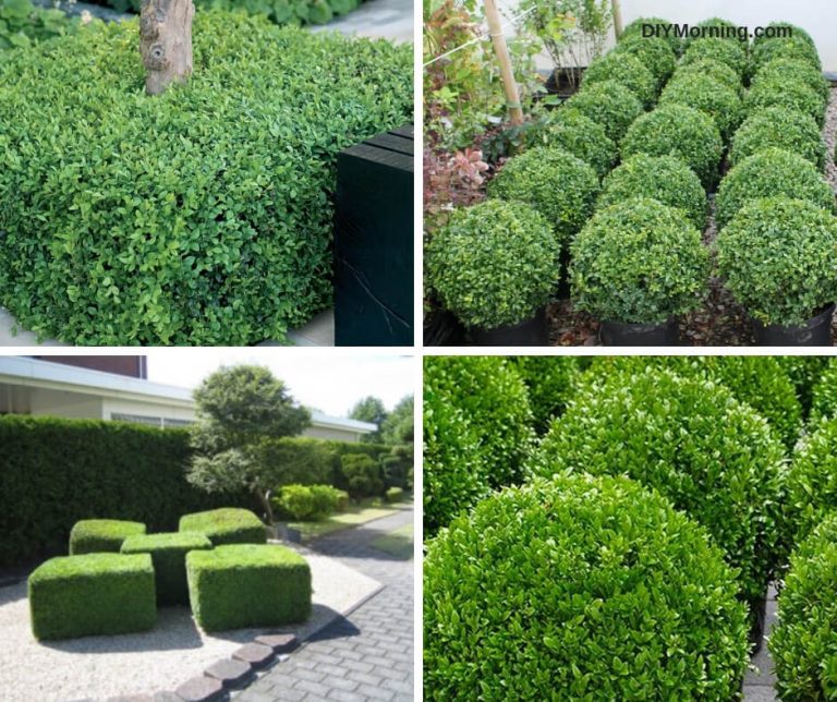 How to Make Box Hedge Plants