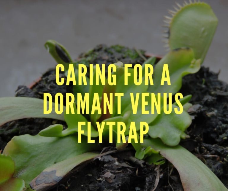 Caring for a Dormant Venus Flytrap