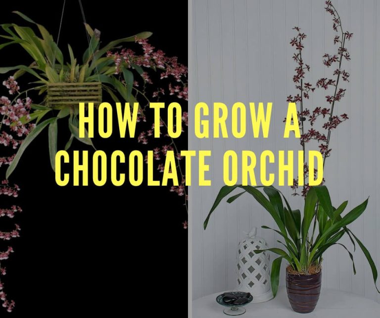 Oncidium Sharry Baby: How to Grow a Chocolate Orchid