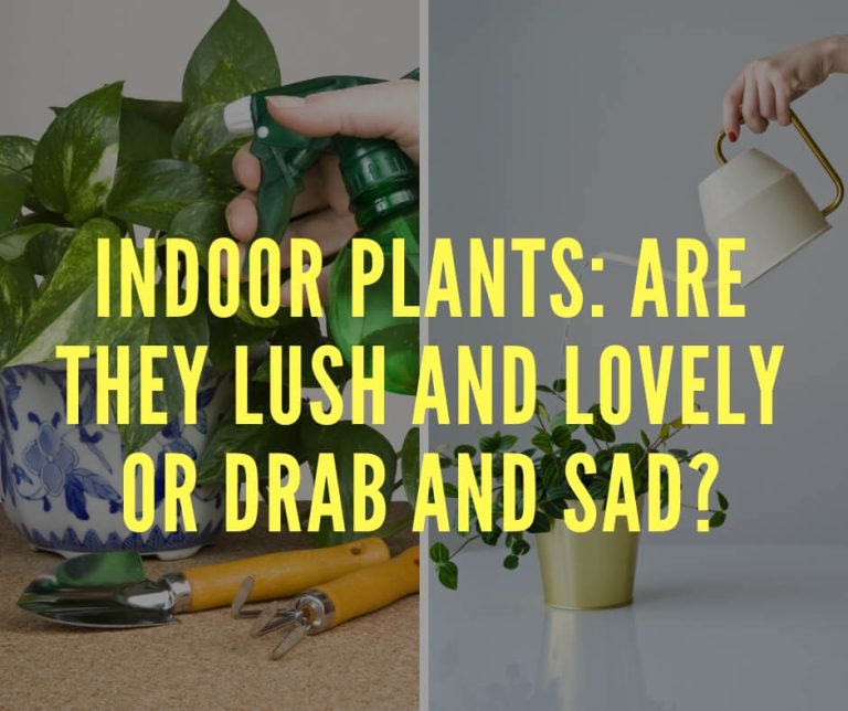 Indoor Plants: Are They Lush and Lovely or Drab and Sad?