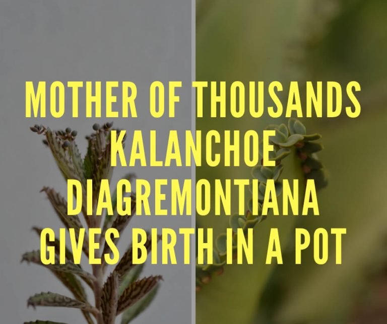 Mother of Thousands Kalanchoe Diagremontiana Gives Birth in a Pot