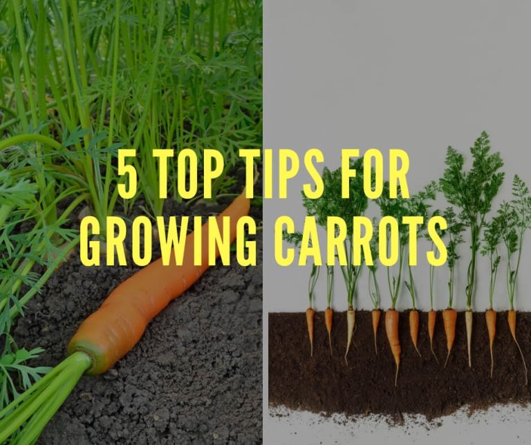 5 Top Tips for Growing Carrots