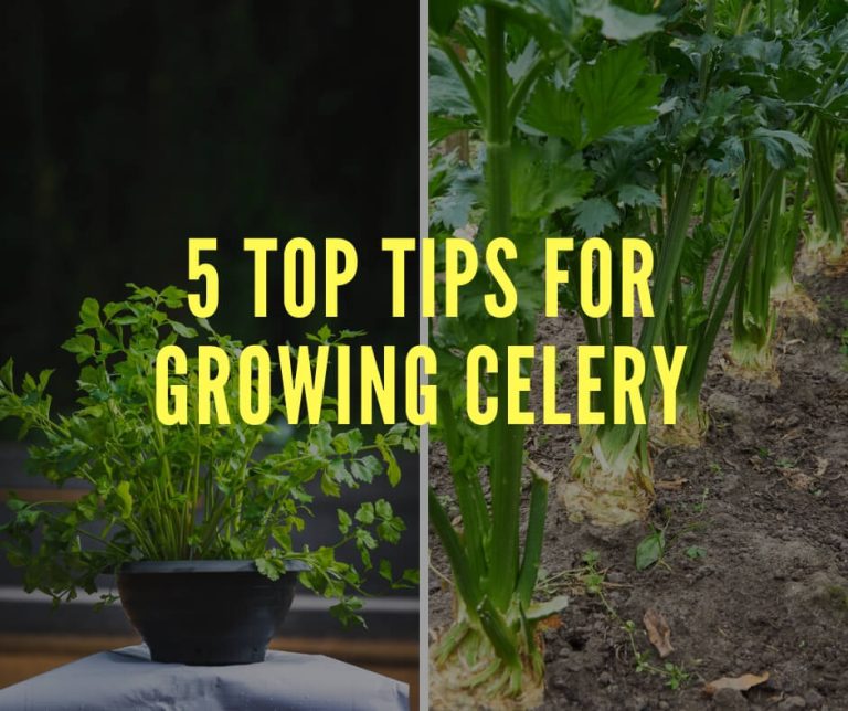 5 Top Tips for Growing Celery