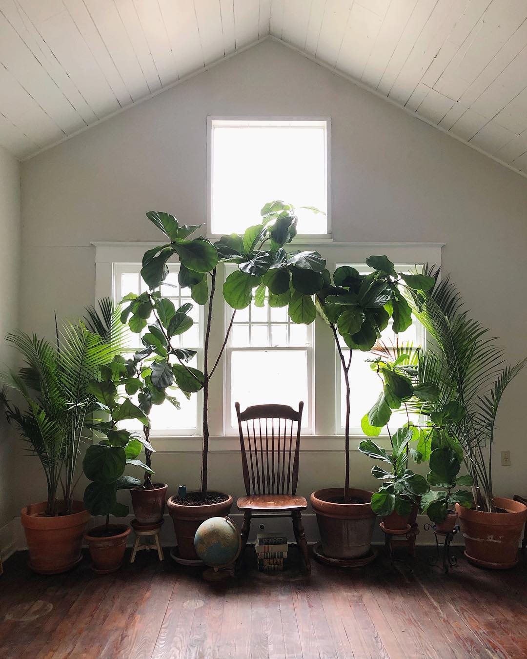 Reading room decorated with different types of large plants that form an arch. In the middle there is a chair