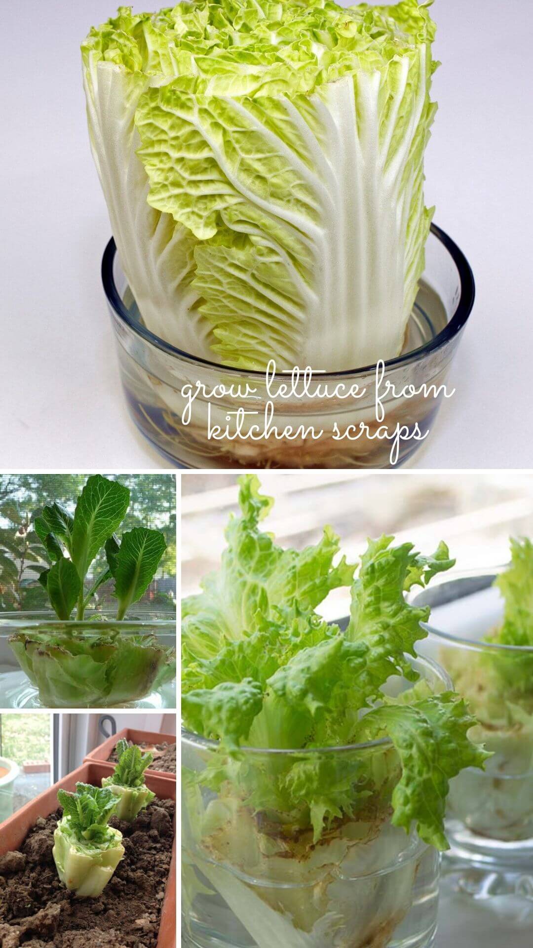 How to grow lettuce and cabbage from kitchen scraps