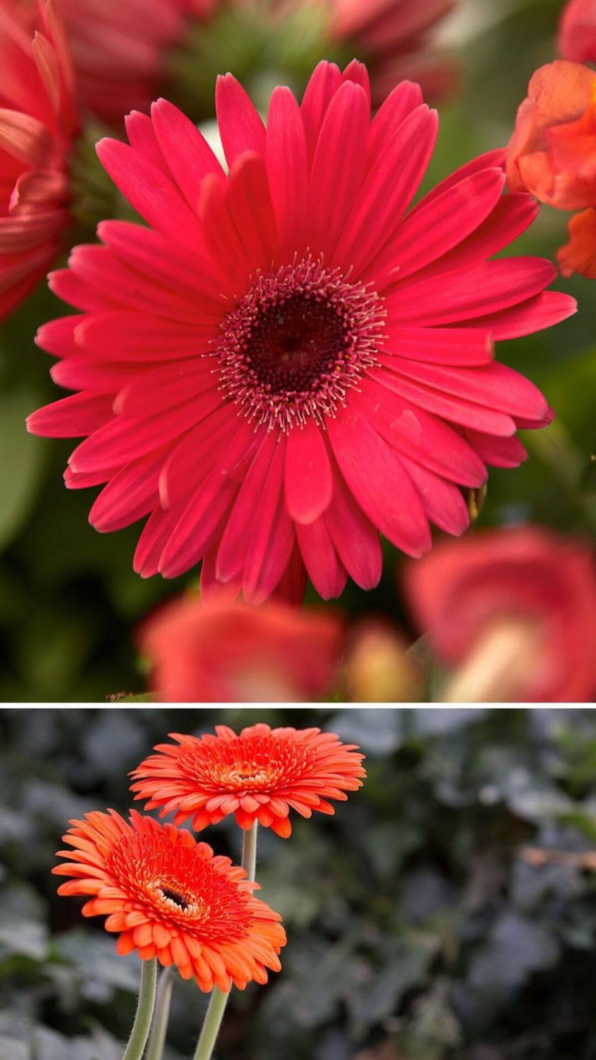 10 Best Heat and Drought Tolerant Plants for Landscaping DIY Morning