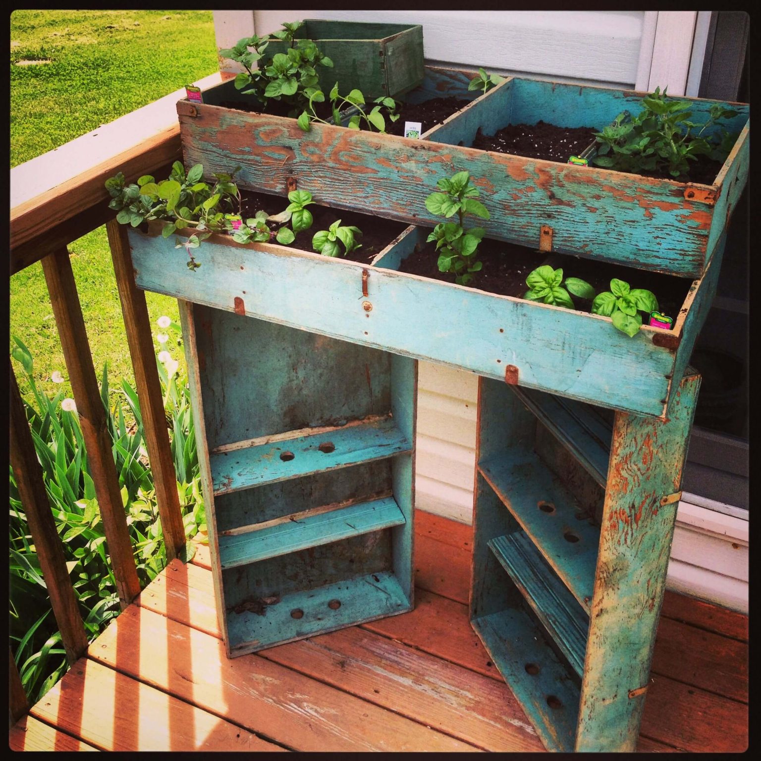  Growing medicinal herbs in small spaces, urban herb garden