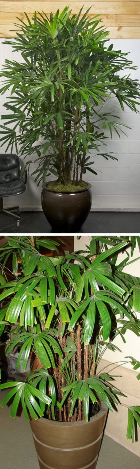 7 Best Indoor Plants That Clean The Air And Remove Toxins NASA Study   1 Indoor Plants That Clean The Air And Remove Toxins 461x1536 