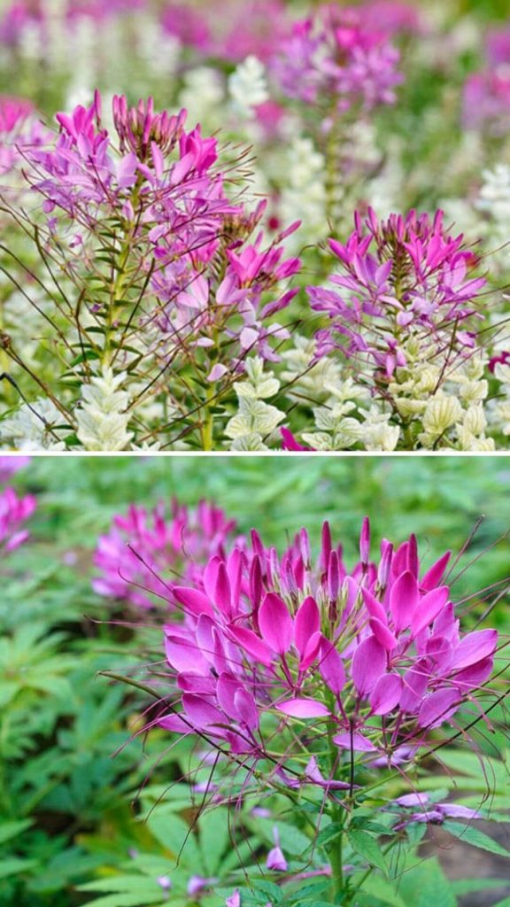 7 Best Plants That Look Like Weed Legal) DIY Morning