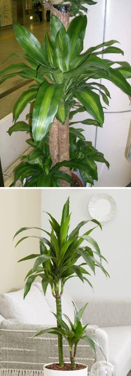 7 Best Plans That Can Grow Well in Complete Darkness DIY Morning