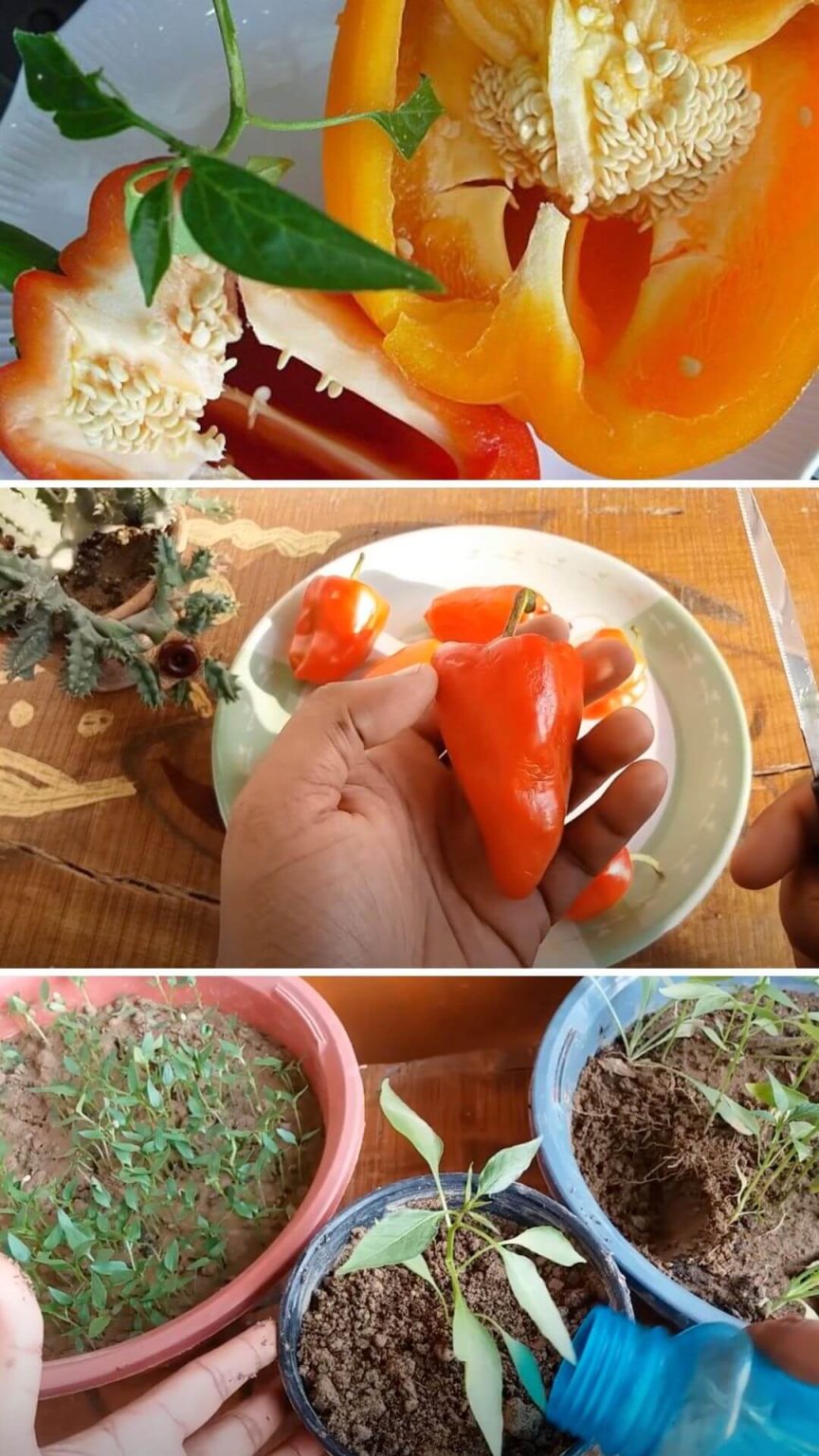 20 Best Vegetables, Herbs and Fruits Can Regrow From Kitchen Scraps
