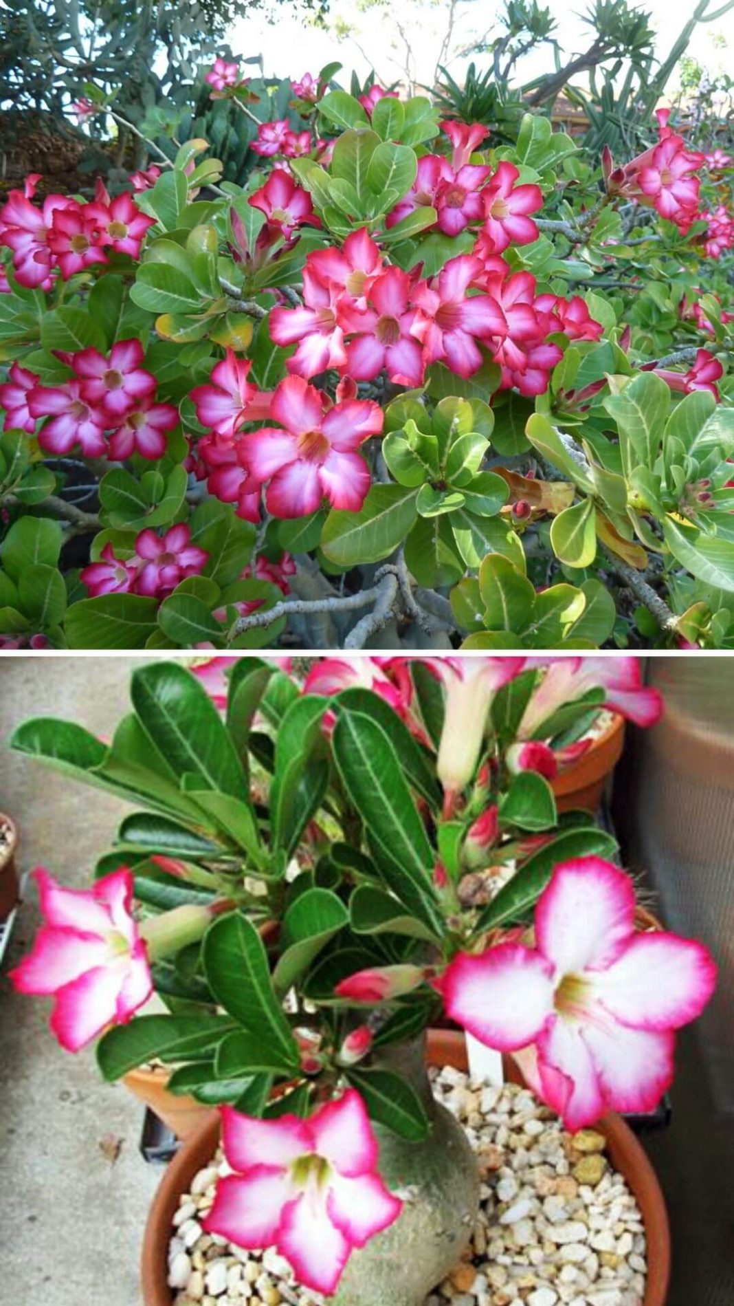 10 Best Heat and Drought Tolerant Plants for Landscaping DIY Morning