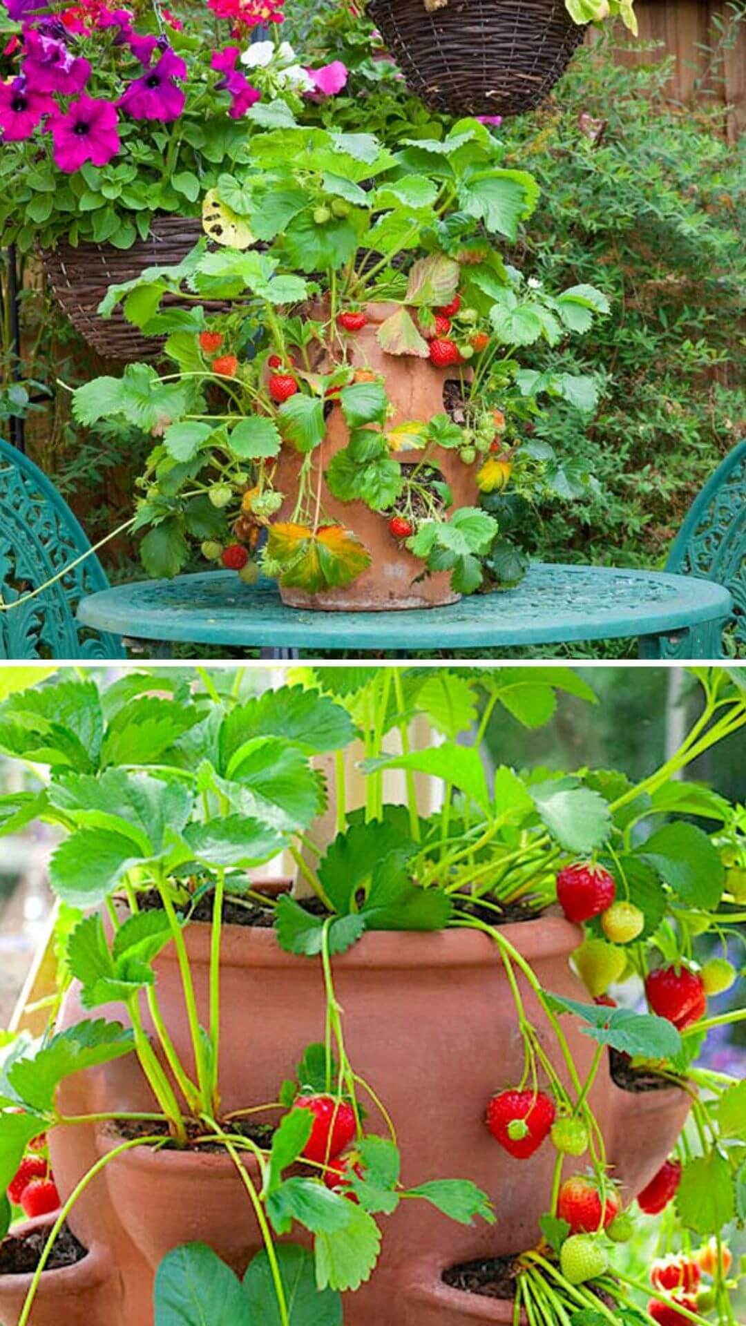 Growing Strawberry for Outdoor Patio