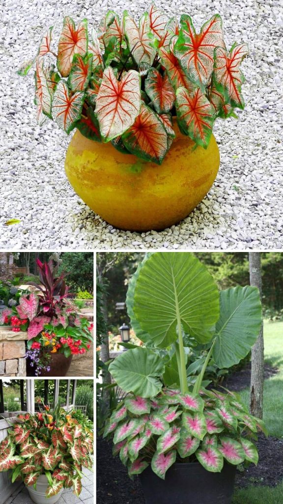 20 Beautiful Patio Plant Ideas For A Lush Outdoor Space - DIY Morning