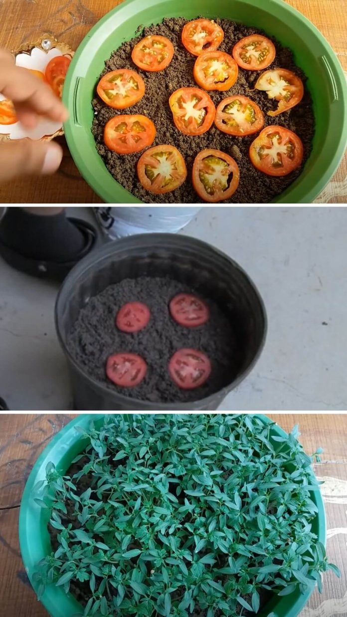20 Best Vegetables, Herbs and Fruits Can Regrow From Kitchen Scraps