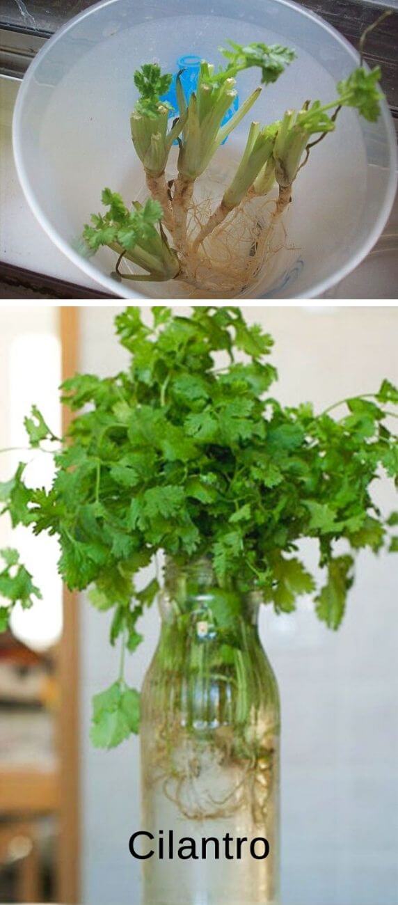 How to grow cilantro from kitchen scraps