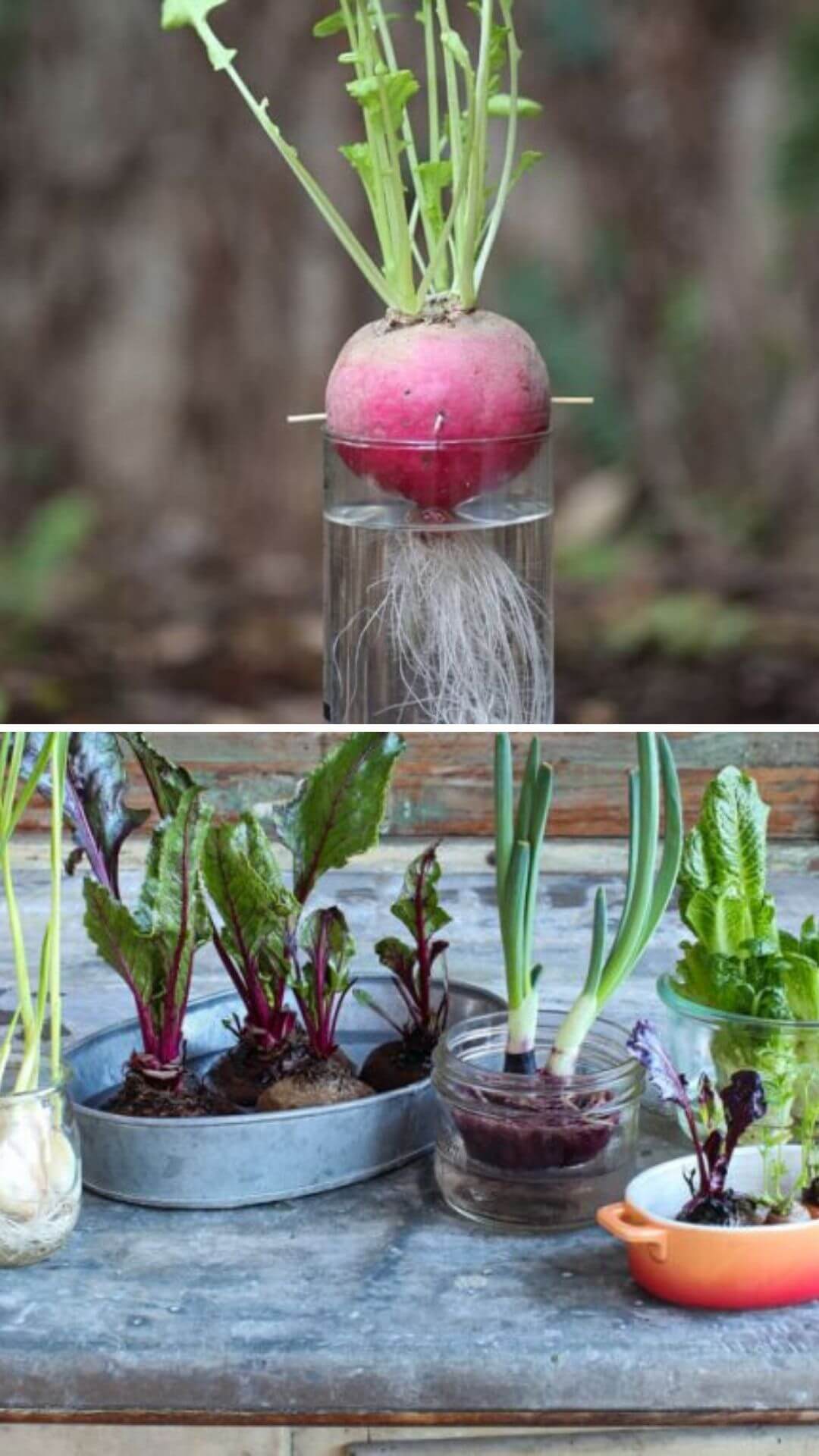 How to grow turnips from kitchen scraps