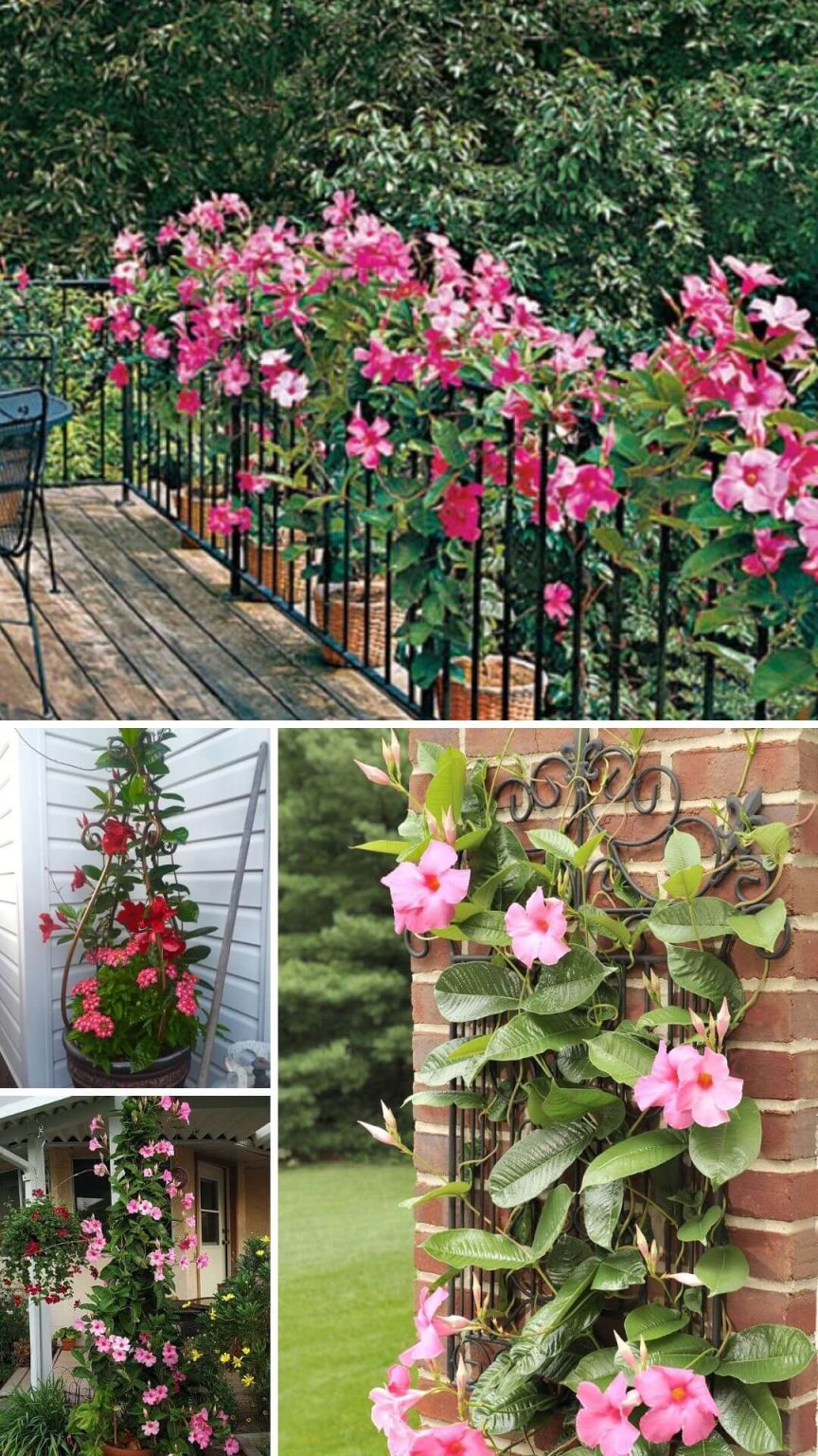 20 Beautiful Patio Plant Ideas For A Lush Outdoor Space - DIY Morning