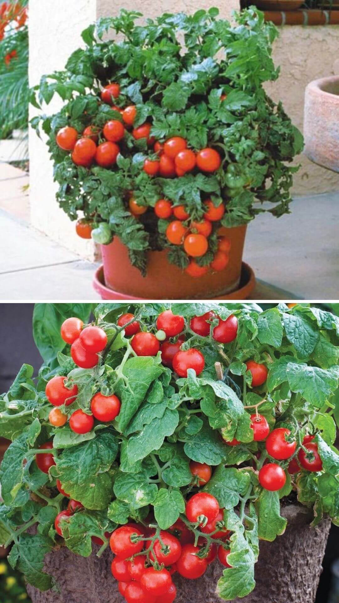 Growing Cherry Tomatoes for Outdoor Patio