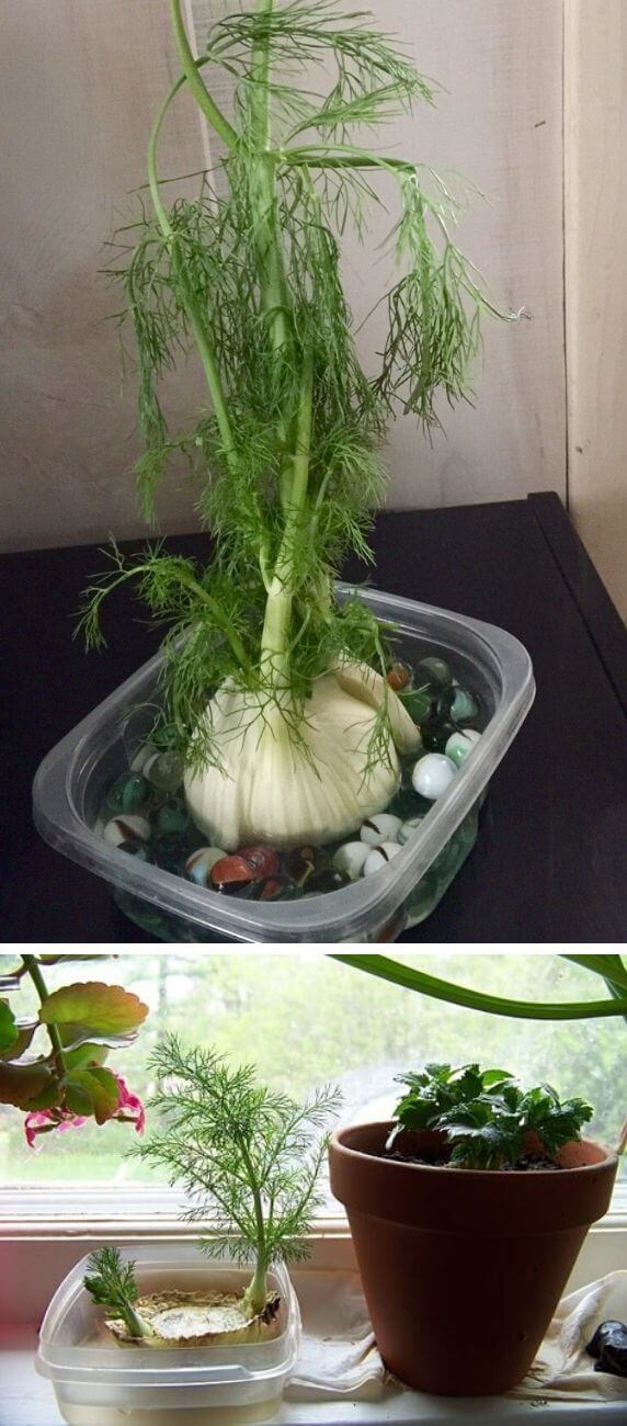 How to grow fennel from kitchen scraps