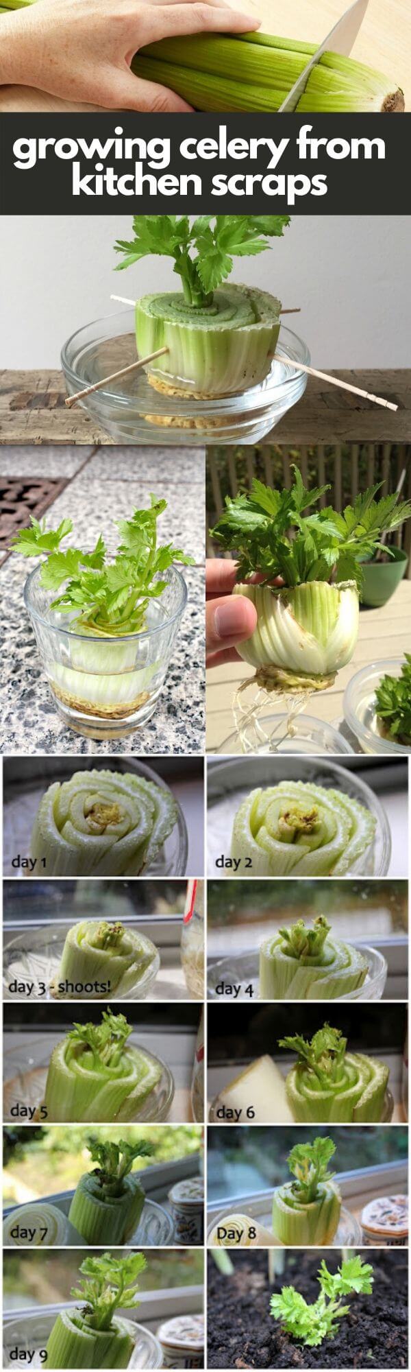 How to grow celery from kitchen scraps