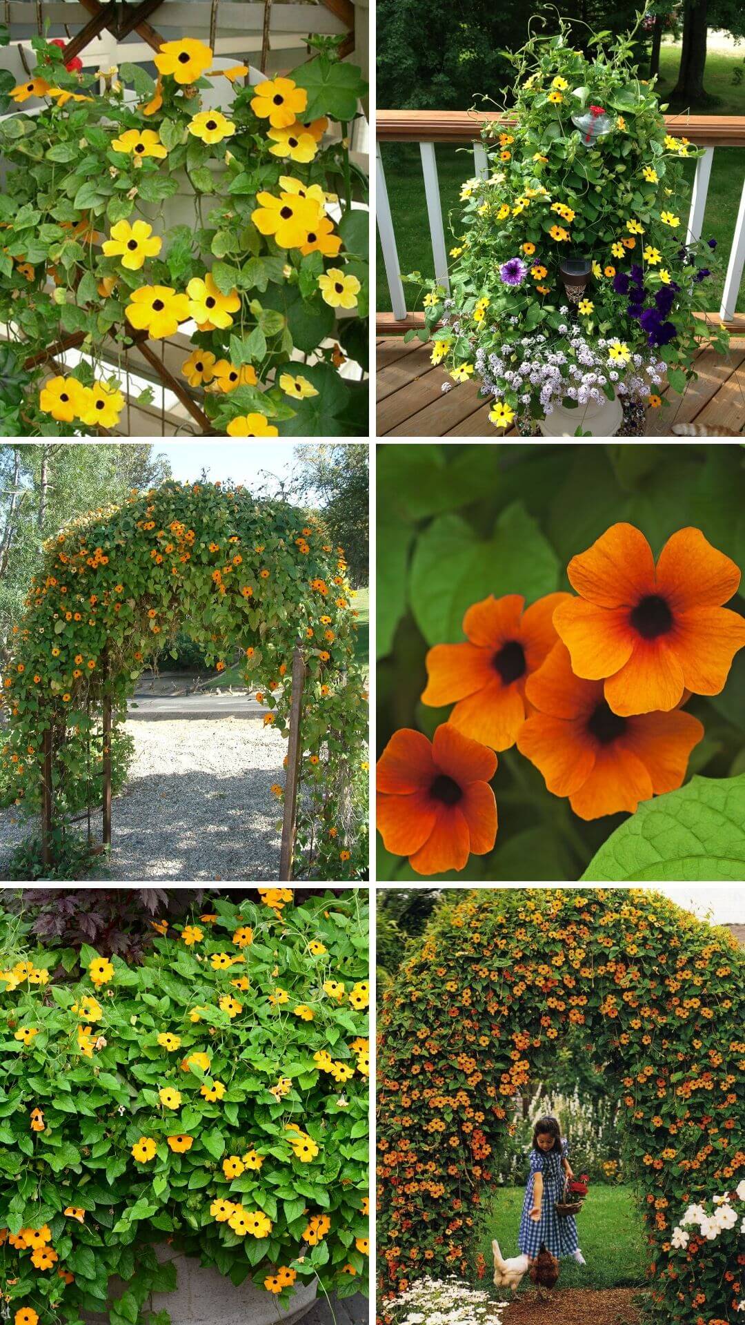 Growing Black-eyed Susan Vine for Outdoor Patio
