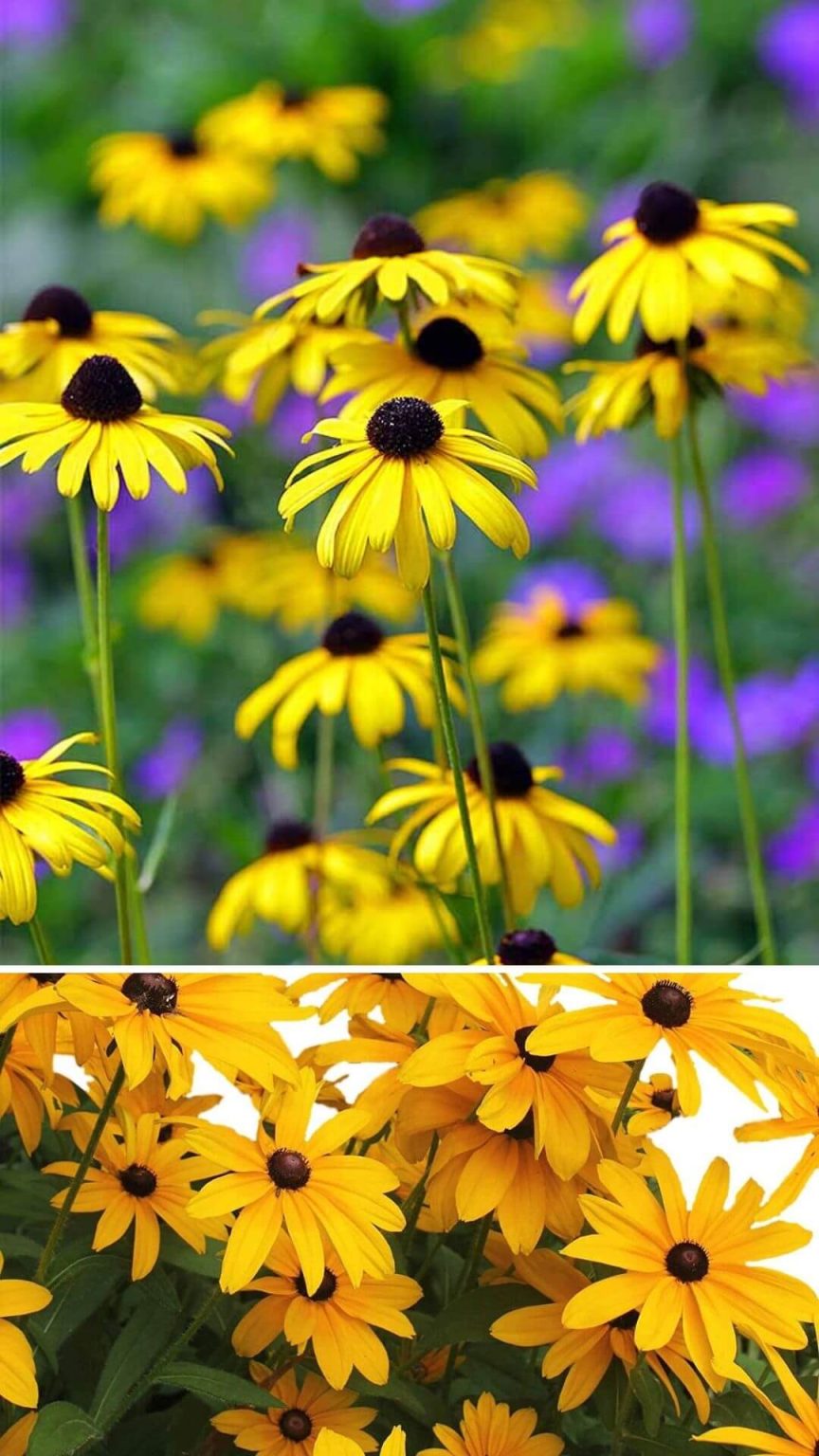 10 Best Heat and Drought Tolerant Plants for Landscaping DIY Morning